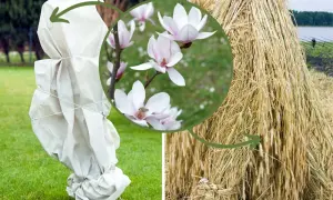 Magnolia pąki kwiatowe jak wyglądają: delikatne, biało-różowe płatki. Obok okryta na zimę roślina i snop zboża.
