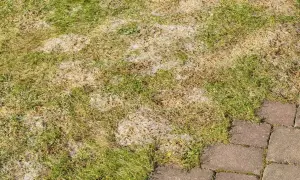 Trawnik po zimie, z widocznymi suchymi źdźbłami i resztkami śniegu. Czas na grabienie, by przygotować go na wiosnę.