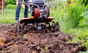 Glebogryzarka spulchnia ziemię w ogrodzie, przygotowując ją do sadzenia.
