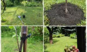 Sadzenie drzewek owocowych: młode drzewko w doniczce, kopczyk ziemi, podpora i wiaderko z jabłkami.