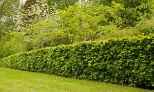 Gęsty, zielony żywopłot z buka tworzy naturalną barierę dla kwitnących drzew i bujnej zieleni w tle.