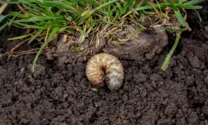 Gruba, biała larwa chrabąszcza majowego w ziemi, tuż pod trawą.