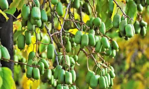 Dojrzałe mini kiwi obficie wiszą na gałęziach na działce, tworząc zielony dywan.