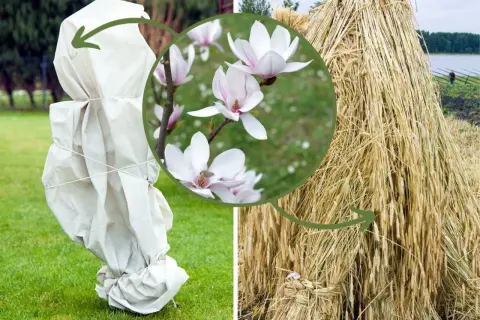 Magnolia pąki kwiatowe jak wyglądają: delikatne, biało-różowe płatki. Obok okryta na zimę roślina i snop zboża.