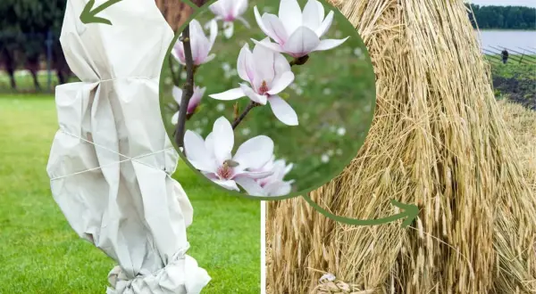 Magnolia pąki kwiatowe jak wyglądają: delikatne, biało-różowe płatki. Obok okryta na zimę roślina i snop zboża.