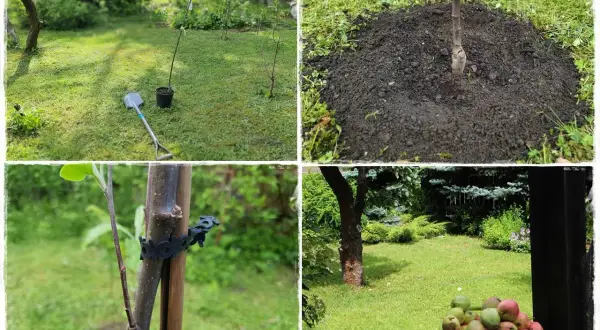 Sadzenie drzewek owocowych: młode drzewko w doniczce, kopczyk ziemi, podpora i wiaderko z jabłkami.