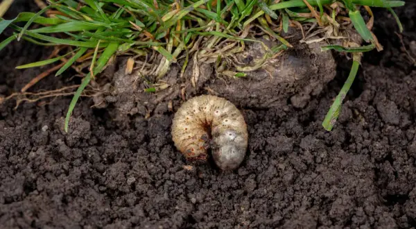 Gruba, biała larwa chrabąszcza majowego w ziemi, tuż pod trawą.