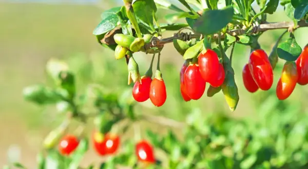 Dojrzewające jagody goji na gałązce, świadectwo udanej jagoda goji uprawy.