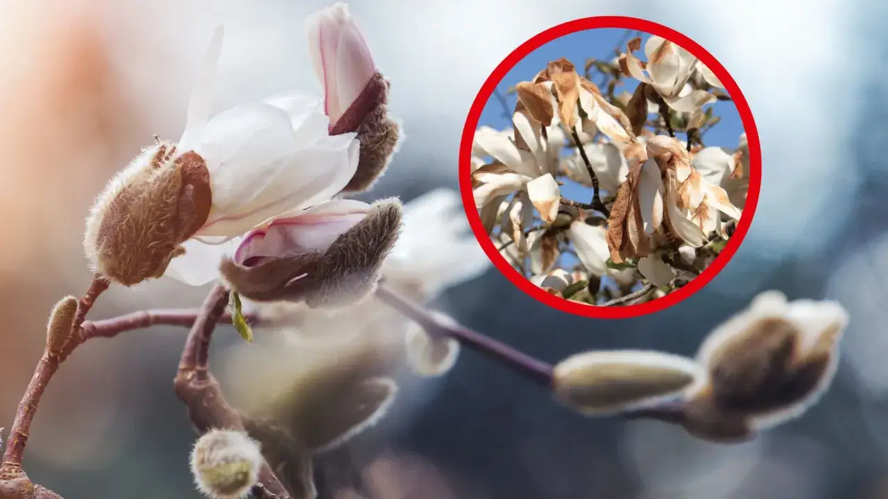 Magnolia pąki kwiatowe: puszyste, brązowe okrywy chronią delikatne płatki. W okręgu widać uschnięte kwiaty.