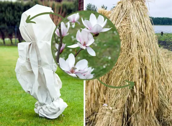 Magnolia pąki kwiatowe jak wyglądają: delikatne, biało-różowe płatki. Obok okryta na zimę roślina i snop zboża.
